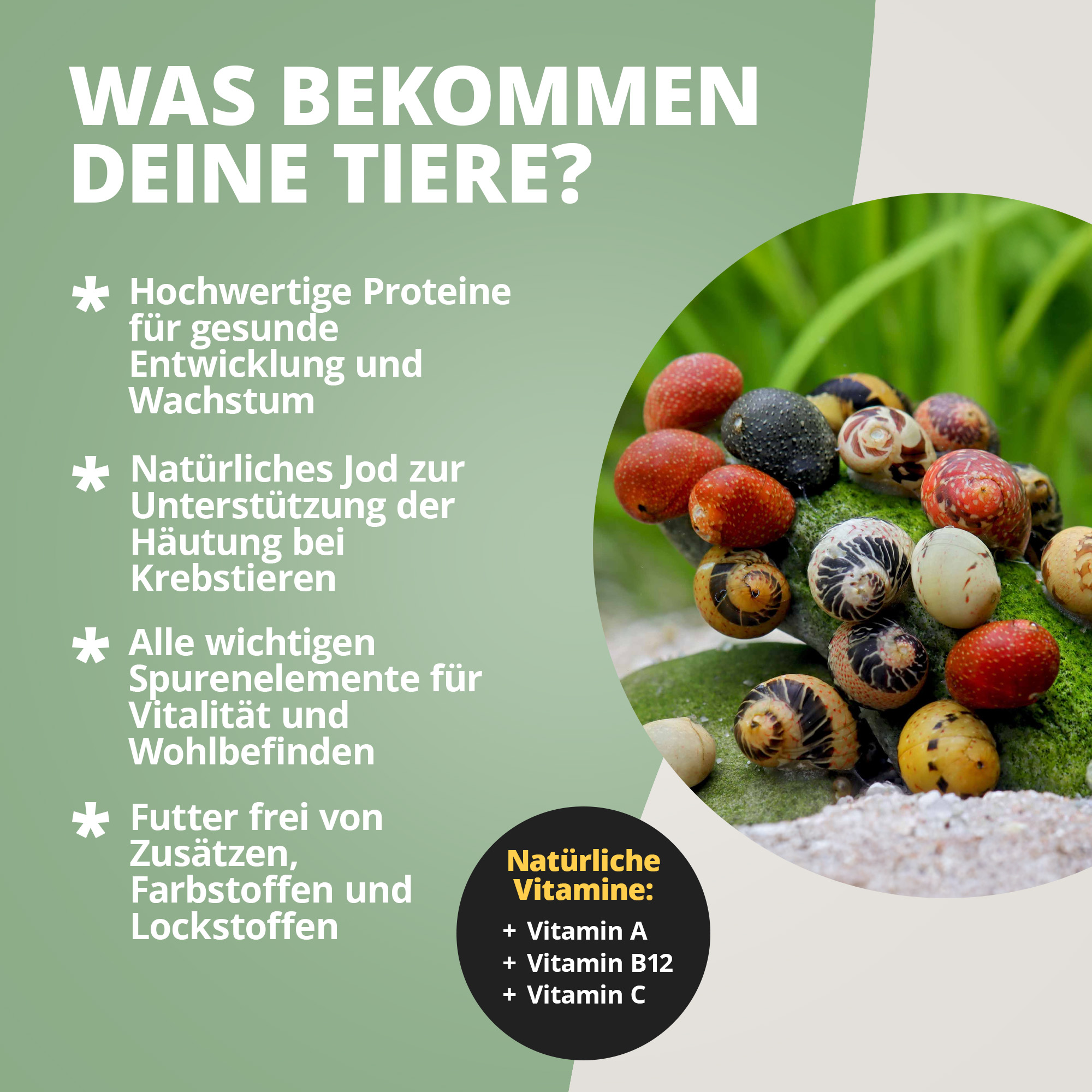 Bunte Aquarienschnecken auf Moosgestein